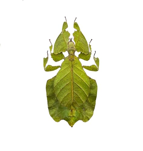Real Walking Leaf Insect Unmounted Taxidermy Specimen Collection BO-72-XANH - color: 1 Beetle #72 Green