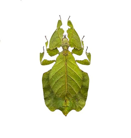 Real Walking Leaf Insect Unmounted Taxidermy Specimen Collection BO-72-XANH - color: 1 Beetle #72 Green