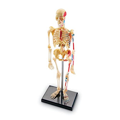 Learning Resources Skeleton Model