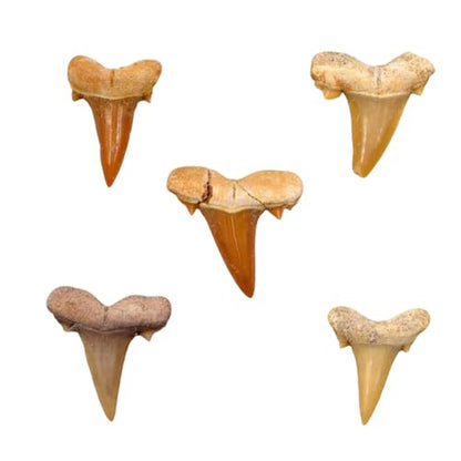 Authentic Shark Teeth Fossils with Collection Box & Magnifier, 5 Pack - color: Shark Teeths