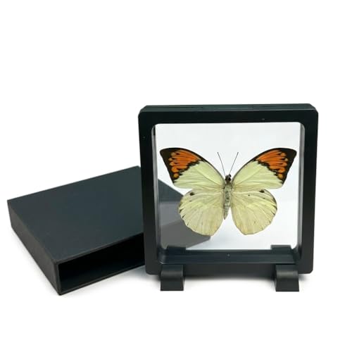 1pc Real Butterfly Specimen PE Film Suspension Box Double Sided Transparent Display Case for Bookshelf Ornament Gift (Papilio Paris) - color: Papilio Paris