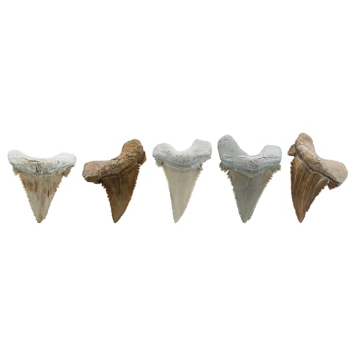 Starborn Rare Collector's Fossils - style: Large Tooth