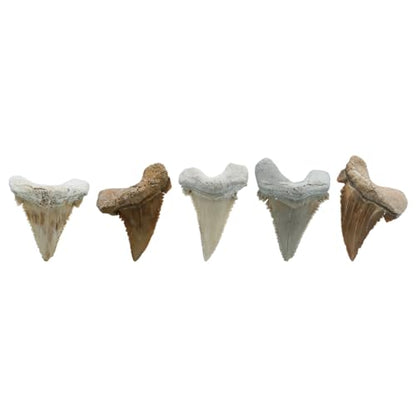 Starborn Rare Collector's Fossils - style: Large Tooth