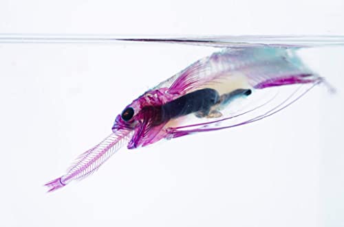 DIY Transparent Specimen Kit, Fish - style: DIY Kit, Fish