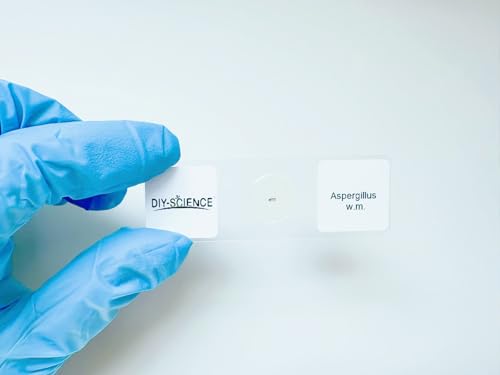 Aspergillus Prepared Microscope Slides, 5 Pack Aspergillus Slides Show Fungal Spores, Learn About The Structure of Brown Mold and Reproduction
