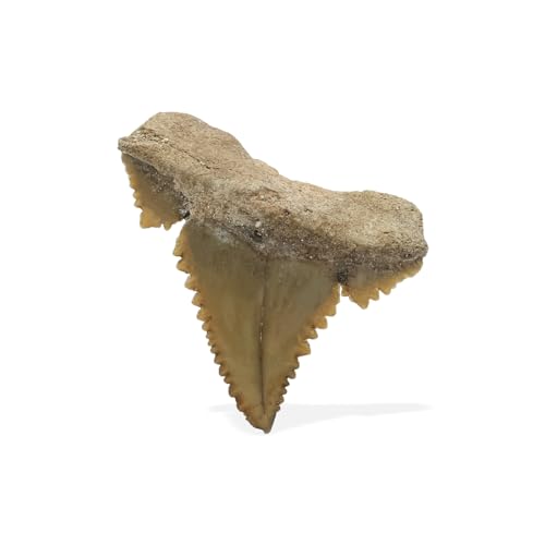 Starborn Rare Collector's Fossils - style: Small Tooth