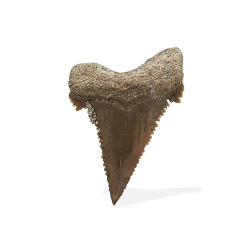 Starborn Rare Collector's Fossils - style: Small Tooth