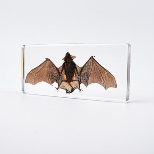 Bat Specimen, Real High Quality Resin Bat Specimen for Science Classroom Science Education, Biology, Collections, Animal Study Enthusiasts, Quirky Animal Skulls (Bat 5.6x2.6x0.8 Inch) - color: Bat 5.6x2.6x0.8 Inch