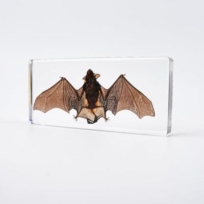 Bat Specimen, Real High Quality Resin Bat Specimen for Science Classroom Science Education, Biology, Collections, Animal Study Enthusiasts, Quirky Animal Skulls (Bat 5.6x2.6x0.8 Inch) - color: Bat 5.6x2.6x0.8 Inch