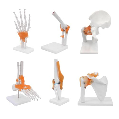 qzzXoq Human Joint Model Anatomy Set, Life Size Shoulder Elbow Hip Knee Hand Foot with Ligaments 6 Pieces Skeleton Joint Set Human Skeleton Anatomical Model for Medical Education and Training