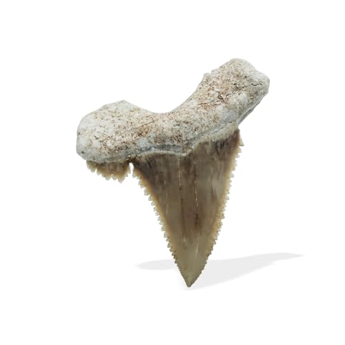 Starborn Rare Collector's Fossils - style: Medium Tooth