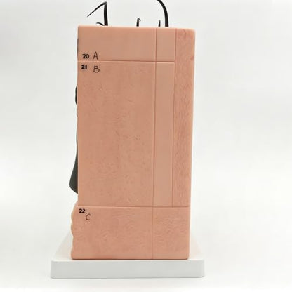 50X TDOU 35/50/70 Times Human Big Anatomical Skin Magnified Tissue Structure Model with Hair 35X/50X/70X Enlarged for Biology Minimally Invasive Cosmetic Surgery Teaching Models(50X)
