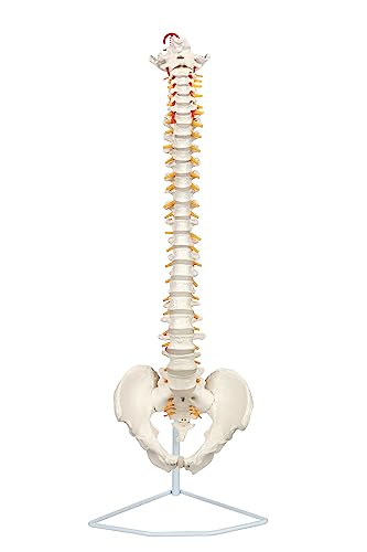 Axis Scientific 34" Life Size Spine Model with Nerves, Vertebrae, Arteries, Lumbar Column, Male Pelvis, Includes Durable Stand and Full Color Product Manual