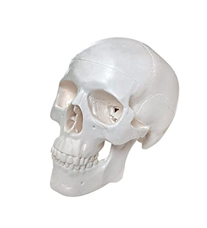 Axis Scientific Disarticulated Miniature Human Skeleton for Anatomy Study