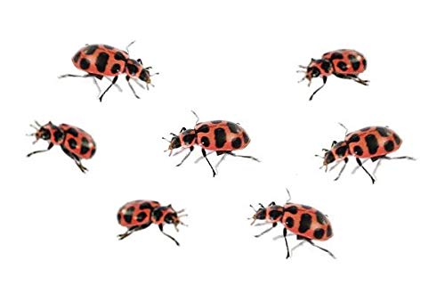 Insect Lore Two Tubes of Ladybug Larvae with STEM Activity Journal - Raise, Observe and Release Pink Spotted Ladybugs - Grown in The USA - Ladybug Kit Refill