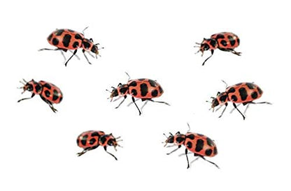 Insect Lore Two Tubes of Ladybug Larvae with STEM Activity Journal - Raise, Observe and Release Pink Spotted Ladybugs - Grown in The USA - Ladybug Kit Refill