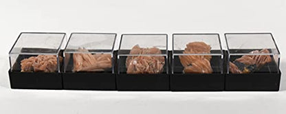 HQRP 1PC Orange Barite Baryte Blades w/Inclusions Crystal Cluster in Box Natural Sparkling Collectible Gemstone Crystal Mineral Rough Specimen - Morocco - color: Baryte