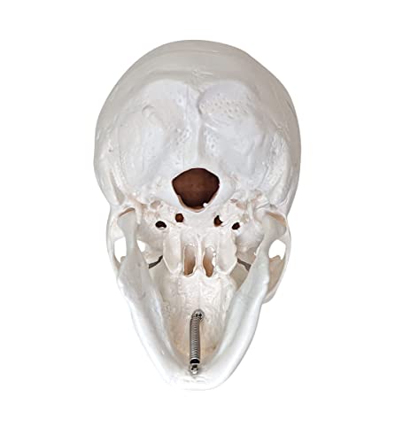 Axis Scientific Disarticulated Miniature Human Skeleton for Anatomy Study