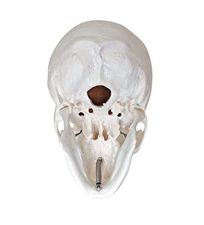 Axis Scientific Disarticulated Miniature Human Skeleton for Anatomy Study