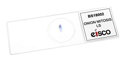 Eisco Onion Mitosis Slides, Prepared Microscope Slides, 75 x 25mm, 10 Pack