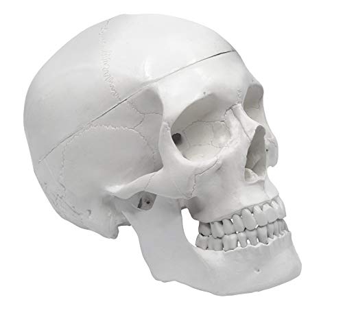 hBARSCI Human Skull Model - Medical Quality - 3 Parts with Removable Calvaria & Articulated Mandible - Anatomy Skull, Plastic Skull Replica, Life Size Skull