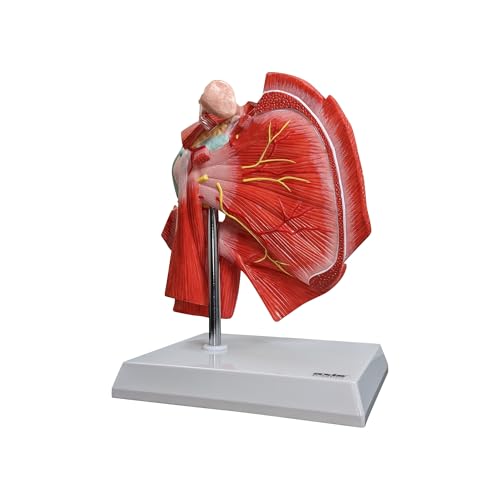 Axis Scientific Life-Size Muscled Shoulder Joint Model