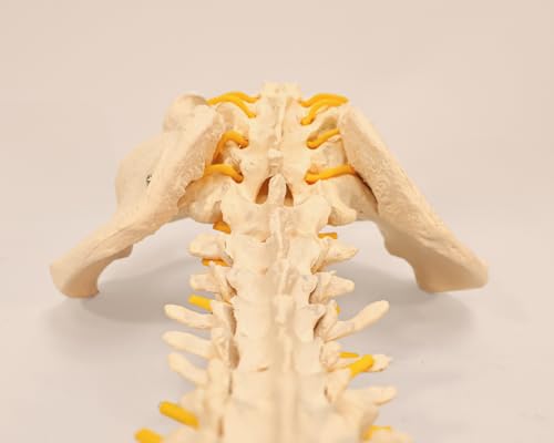 Axis Scientific 34" Life Size Spine Model with Nerves, Vertebrae, Arteries, Lumbar Column, Male Pelvis, Includes Durable Stand and Full Color Product Manual