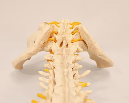 Axis Scientific 34" Life Size Spine Model with Nerves, Vertebrae, Arteries, Lumbar Column, Male Pelvis, Includes Durable Stand and Full Color Product Manual