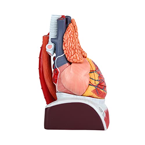 EVOTECH SCIENTIFIC Deluxe Human Heart Model with Thymus Gland & Diaphram Base, 10 Parts 1.5X Life Size Large Anatomical Heart Model for Classroom and Cardiology Study
