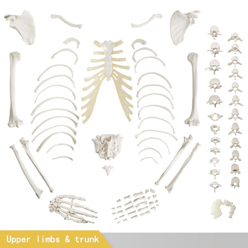 Life-Size 67" Unarticulated Human Skeleton Model