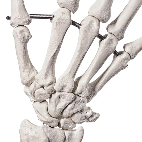 Human Hand Anatomical Skeleton Model with Articulated Joints