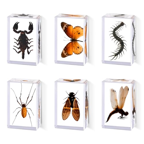 6pcs Real Insect Specimen,Taxidermy Cicada Scorpion & Specimen in Resin - color: 6Pcs Insect Specimen