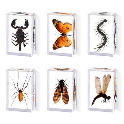 6pcs Real Insect Specimen,Taxidermy Cicada Scorpion & Specimen in Resin - color: 6Pcs Insect Specimen
