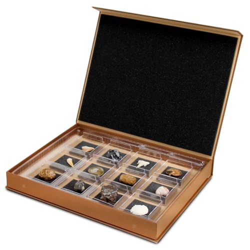 Geoworld Nature Collection – Real Fossil Collection in Display Box for STEM Learning – Educational Geology Set for Kids, Classrooms, and Collectors (Set 1)