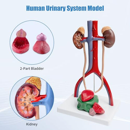 Male Urinary System Anatomy Model, Human Life Size Removable Bladder Kidneys Ureters and Adrenal Glands with Product Manual Card and PVC Base Labeled Numbered for Medical Education Study
