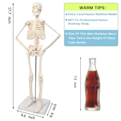 HADWYN Full Body 17.7" High Human Body Skeleton Model for Anatomy