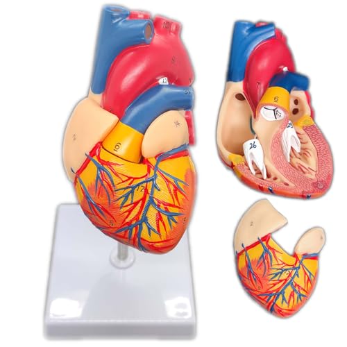 Anatomical Heart Model 2Part Human Lifesize Magnetic 34-Numbered Structures