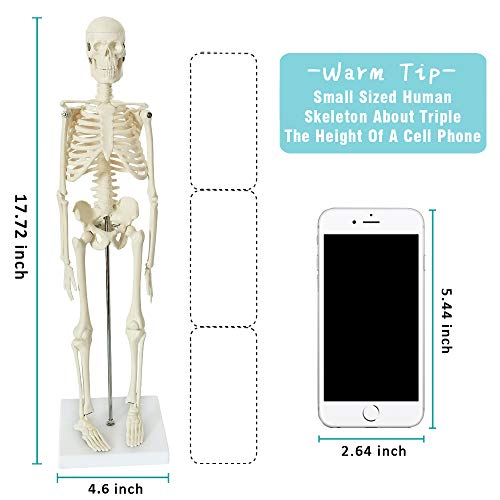 Human Body, Skeleton and Heart Models-Best Anatomy Model Bundle Set of 3