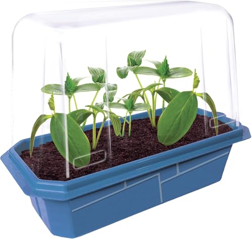 Unique Gardener Slicing Cucumber Plant Seeds Kit, Grow Healthy Tasty Veggies Indoors Includes Everything Needed, Indoor Live Plants for Easy Home Gardening, Just Add Water - style: Cucumber