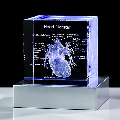 Movdyka 3D Crystal Human Heart Model Doctor Gifts for Men Women - color: Heart