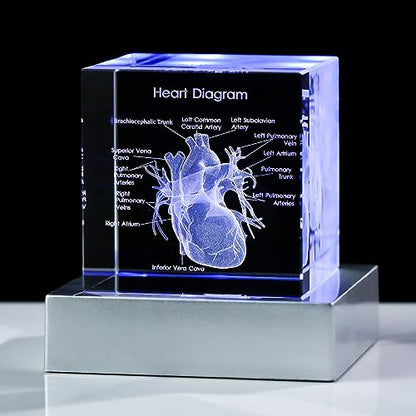 Movdyka 3D Crystal Human Heart Model Doctor Gifts for Men Women - color: Heart