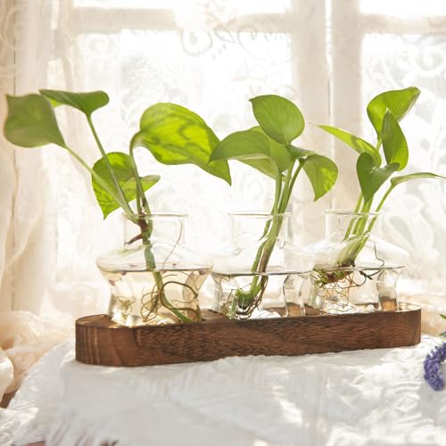 XXXFLOWER Plant Propagation Station with Wooden Stand 3 Star Jars - color: Transparent