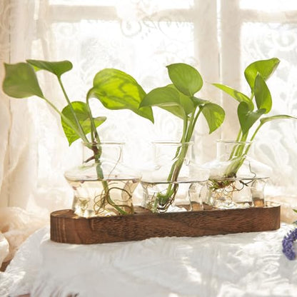 XXXFLOWER Plant Propagation Station with Wooden Stand 3 Star Jars - color: Transparent