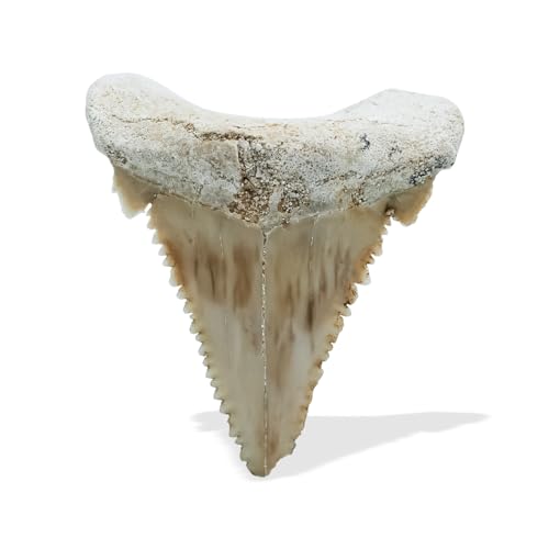 Starborn Rare Collector's Fossils - style: Large Tooth