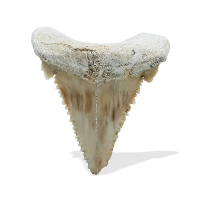 Starborn Rare Collector's Fossils - style: Large Tooth