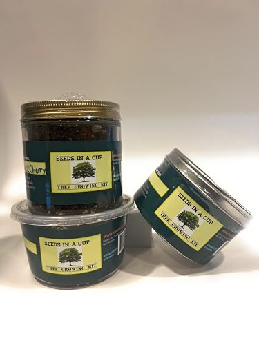 Seeds In A Cup- Tree Growing Kit- Japanese Maple
