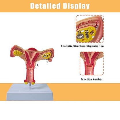 Human Uterus Anatomy Models, Female Ovary Anatomical Model, Anatomy and Physiology Study Tools for Medical, Educational, or Teaching, with Detailed Product Manual