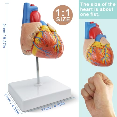 NEW HORIZON 2-Parts Life Size Human Heart Anatomical Model,Number Manual