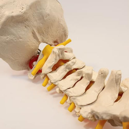 Axis Scientific 34" Life Size Spine Model with Nerves, Vertebrae, Arteries, Lumbar Column, Male Pelvis, Includes Durable Stand and Full Color Product Manual