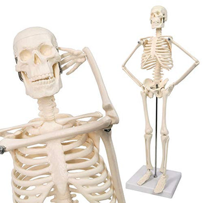 17.7“ Human Skeleton Model for Anatomy,Movable Arms Legs Bones Structures